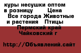 куры несушки.оптом 170 в розницу 200 › Цена ­ 200 - Все города Животные и растения » Птицы   . Пермский край,Чайковский г.